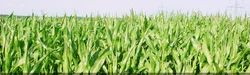 Maize