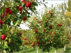 Apple Valley Tour Packages