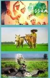Assam Tour