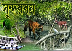 Sundarban Package Tour Service
