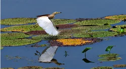 Birds Photography