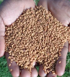 Trigonella Foenum Graecum