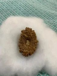 21 Mukhi Rudraksha