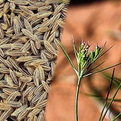 Cumin Seeds