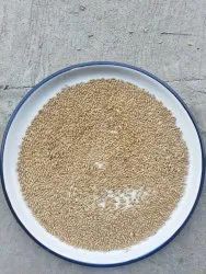 303 Wheat Seeds