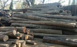 Teak Tropical Logs