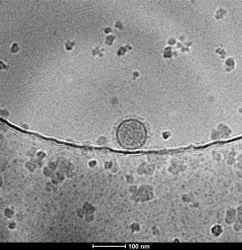 Vaccine Development