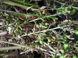 Green Cardamom