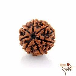 7 Mukhi Rudraksha