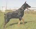 Security Dog Squad Services