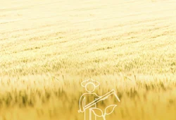 Wheat Seed