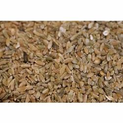 Freekeh Wheat Seeds