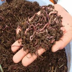 Vermicompost Fertilizer