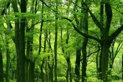 Forestry