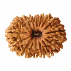 16 Mukhi Rudraksha
