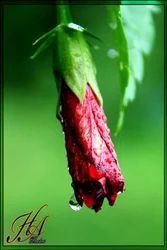 Flower Photography