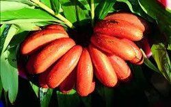 Fresh Red Banana