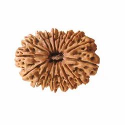 17 Mukhi Nepali Rudraksha