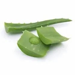 Aloe Vera Dry Extract