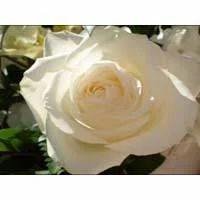 Avalanche Rose Flower