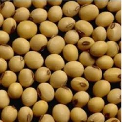 Soya Lecithin Seeds