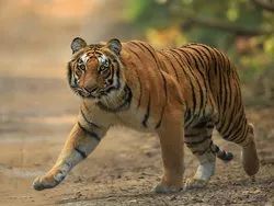 Corbett Tour Package
