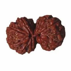 Gauri Shankar Rudraksha
