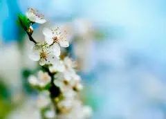 Flower Photography