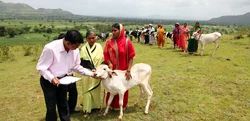 Animal Health