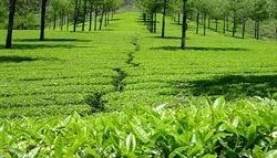 Hills of Munnar Packages