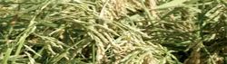 Hybrid Paddy Seeds Pavan Nph 909