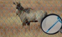 Tata Chain Link Fencing