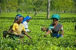 Arunachal Tour Packages From Guwahati