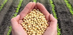 Soyabean Seed