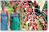 Coorg Package