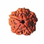 Five Mukhi Rudraksha