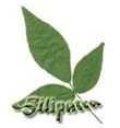 Customized Website Development
