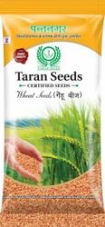 Wheat Seeds